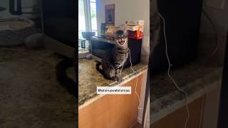 Logan is a cool cat. #cat #coolcat #cutecat