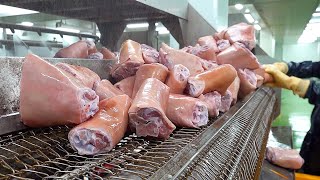 슈바인학센 대량생산 현장! 거대한 족발공장의 겉바속촉 독일식 튀김 왕족발 만드는 과정