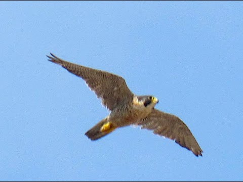 HALCÓN PEREGRINO (Falco peregrinus) Compilado