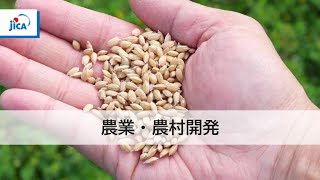 【農業・農村開発】日本の稲種子生産①稲作生産拡大に向けた種子生産