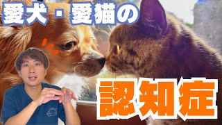 【犬猫の病気】認知症になるとどう変わる？