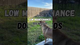 Top 5 Low Maintenance Dog Breeds ✨