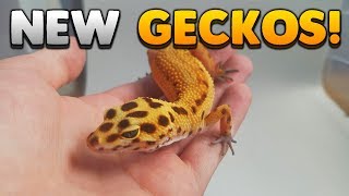 A Better Look At The Two New Leopard Geckos From BHB Reptiles!