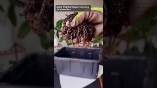 Easy DIY Stackable Worm Compost Bin 🪱#vermicompost