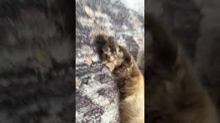 #classof2023 #graduation #college #graduate #senior #seniors #viral #catshorts #cat #colonelkkjϟ