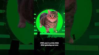 Imagine seeing your #cat at a rave 😂 #funny #Kitten #catlover #trending #shortvideo