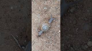जहां हर जीव की कहानी है खास।#Ghonga #घोंघा #NatureLife #GraminJeevan #AIkaJadu #SnailFacts #Environm