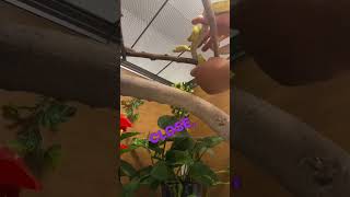 #pets #reptile #python #animal #petreptiles #reels #pet #greentreepython #pets #youtubeshorts