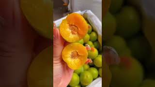 HappyVillageSpringPloughingSeason#LoquatsareRipe #Loquat #gelbl#vlogvideo #Rp141