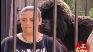 funny videos and prangs compilation, funny prang, funny trap with gorilla.