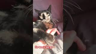 #music #love #cat #brocats #kitten