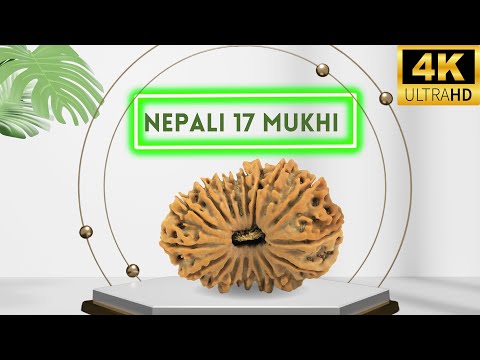 17 Mukhi Rudraksha From Nepal | Benefits of Powerful 17 Mukhi Rudraksha | Nepa Rudraksha