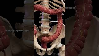 Epiploic Appendages: Small but Significant  #anatomy