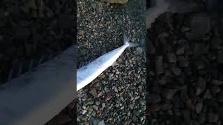 BIG Barracuda #barracuda #fishing #nz #shorts