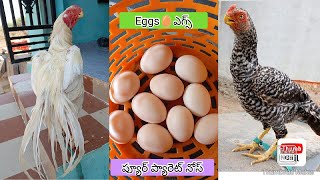 Parrot Beak Long Tail Eggs | 9398125705 | Video 2258 | Rythu Market 2