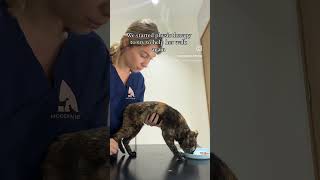 Paralyzed cat physiotherapy day 💪🏼#shorts #cat #vetphysio #vet #catvideos #catlover