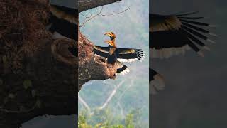 Great hornbill male feeds lizard to female #shorts#viral#hornbill#nature#wildlife