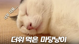 폭염에 밖에서 놀다가 더위 먹고 돌아온 마당냥이...