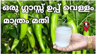 കീടബാധ ഇല്ലാതെ മുളക് കുലകുത്തി പിടിക്കാൻ | Kanthari mulaku krishi malayalam | Pachamulaku Prs Krishi