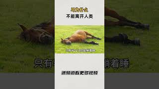 马为什么不能离开人类？#知识 #趣闻 #历史