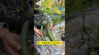 小黃瓜會變成大黃瓜嗎?