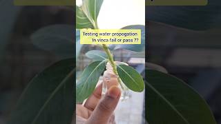 Let's try Vinca(सदाबहार) water propogation 🤔🌱#shorts #ytshorts #vinca #garden