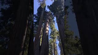 Massive Redwood Trees #Shorts