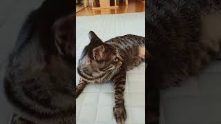 早朝の猫たち😽
