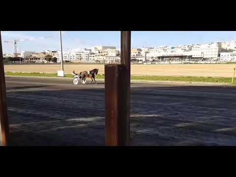 Exploring Malta: Horse-Drawn Tanga Ride Adventure!