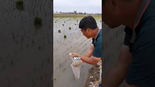 Why farmers release bags of tiny crab larvae into rice fields? #shorts