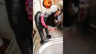 保護されてから家猫に♯From stray cats to domestic cats