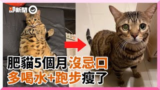 7.5KG虎斑貓「不忌口」仍減重成功！飼主曝關鍵：必須狠心｜寵物動物｜貓咪｜減肥｜萌寵