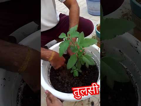 Repoting  तुलसी plant#tulsi #garden