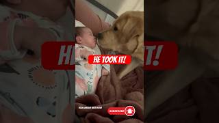 Watch My Yellow Labrador take it 🤣 #yellowlab #baby #shortsdog