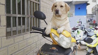 An analysis of the dog's limb behavior. If the fifth behavior appears, it really loves you!