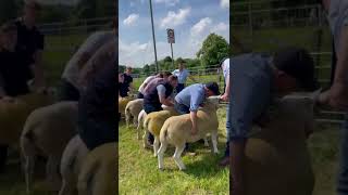 Big line up of Texels at Newmilns Show judged by Iain Struthers ☀️🐑 #newmilnsshow #agriculture