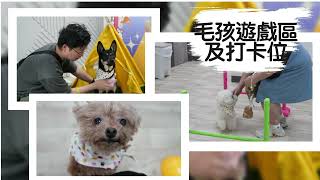 毛孩日 x 貓貓領養日 - 活動花絮