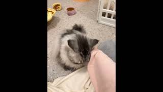 猫咖小猫退休第一天职业病 给店长兔兔上班上出职业病了，退休了还以为换了个地方想继续干呢。记录猫咪日常 日常vlog 猫咪vlog 这小猫谁养谁不迷糊啊 谁能拒绝傻憨憨的小猫咪
