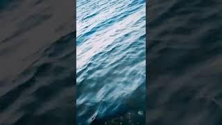 BIGGES DEM SCENE #shots #viral #nature #nxshorts #funny