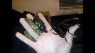Chalcosoma atlas (Atlas Beetle) - UNBOXING!