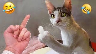 1 Heure Essayer De Ne Pas Rire 🤣 Meilleurs Chiens et Chats Drôles 😹🐶 Partie 12