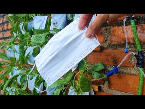 Use Discarded Medical Masks Leave Plant Green Vegetables At Home | Drip Vegetable Irrigation System