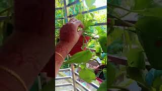 গাছের পরিচর্যা #গাছেরপরিচর্যা #গাছের_পরিচর্যা #গাছেরযত্ন #গাছ #trees #tree #shorts #subscribe