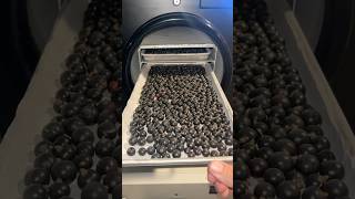 Freeze Drying Black Currants! - #freezedryer #blackcurrant #freezedriedfruit #freezedried #currant