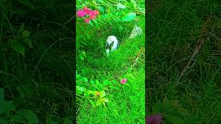 #2737 #funny #video #goneviral