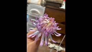 绒花 玛丽苏 菊  #shorts