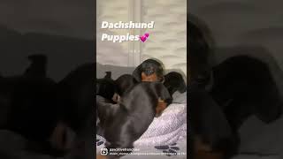 Our Dachshund puppies #dachshund #dachshundlover #doxies #texas #puppies #wildanimals #wildbeasts