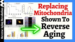 AGE REVERSAL Through Replacing MITOCHONDRIA