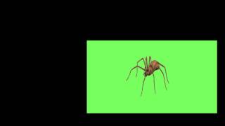 SPIDER ZOOM GREEN SCREEN
