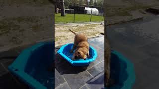 Sparta waterrat